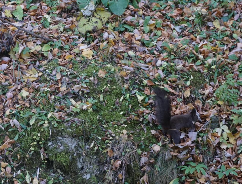 Vila Arizto Sinaia Zewnętrze zdjęcie